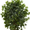 66" Artificial Ficus Tree In Pot Black - Nearly Natural