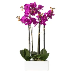 Vickerman Artificial Orchid Arrangement -Home Decor Shop GUEST 0e427fa3 759f 43af b9fb b7b79c18ee99