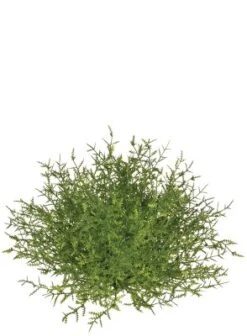 Sullivans Feather Fern Half Orb Decorative Filler -Home Decor Shop GUEST 19748906 8f6f 4ed8 b802 d156c85c0dab