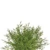 Sullivans Feather Fern Half Orb Decorative Filler