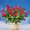 Collections Etc Artificial Red Berry Bushes - Set Of 3 Bushes 10 X 10 X 17